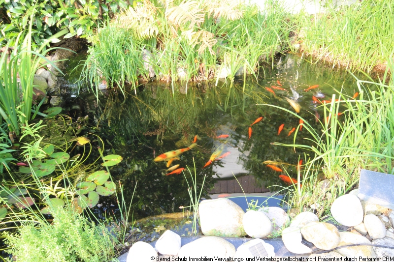 23 Goldfische, Kois und Hechte Einfamilienhaus Heist